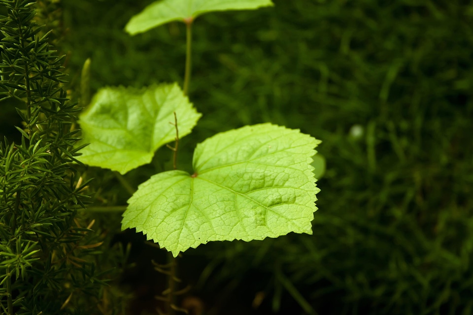 Close dark green detail