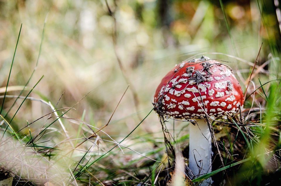 Flora forest fungus