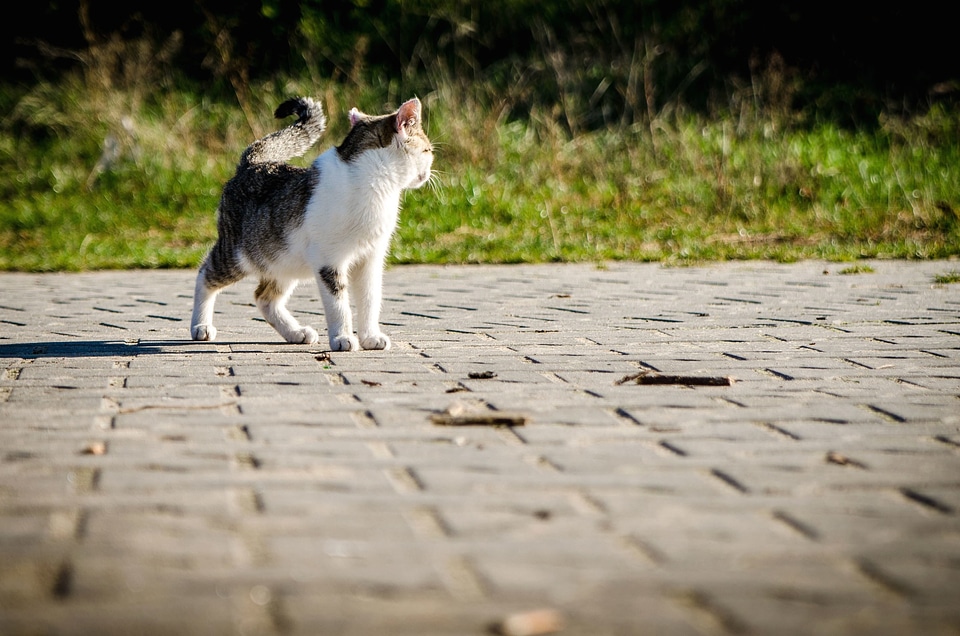 Animal cat concrete