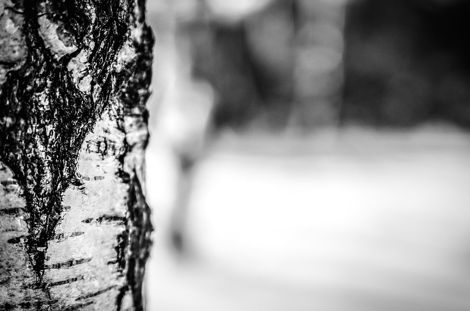 Bark birch black and white