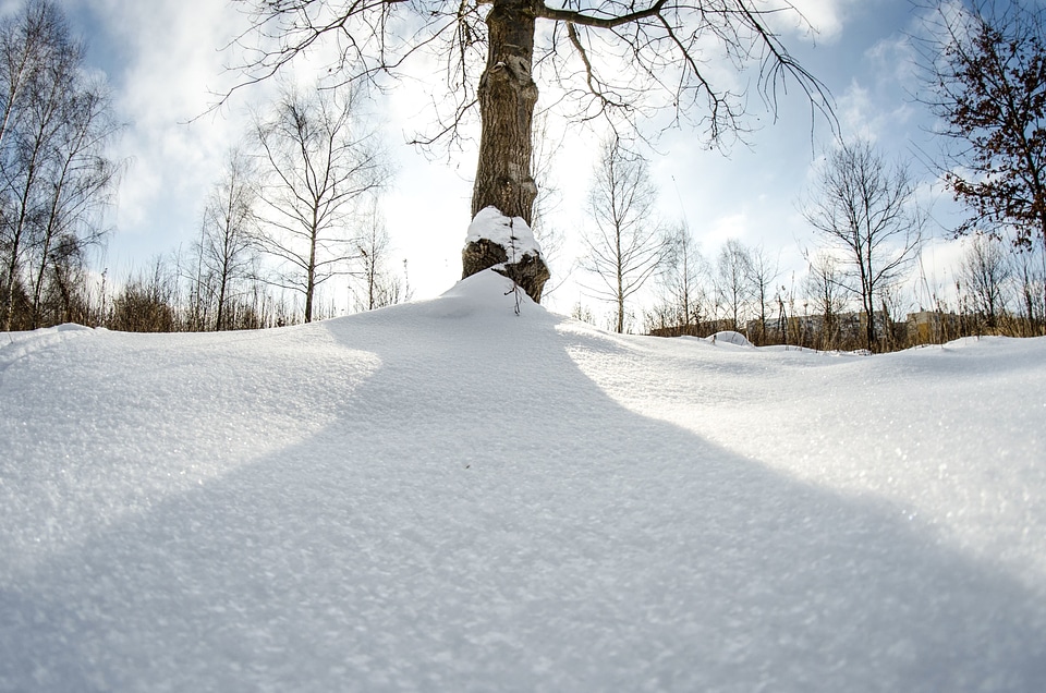 Cold forest ice photo