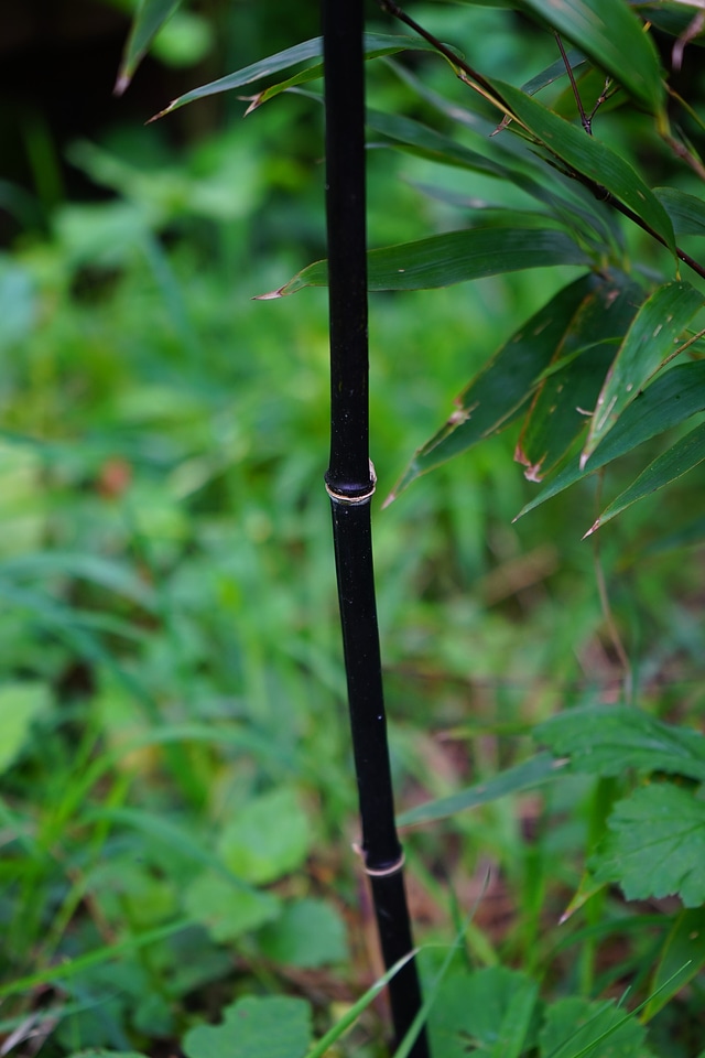 Stalk black woody