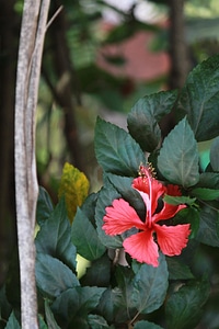 Beautiful Flowers branch flora photo