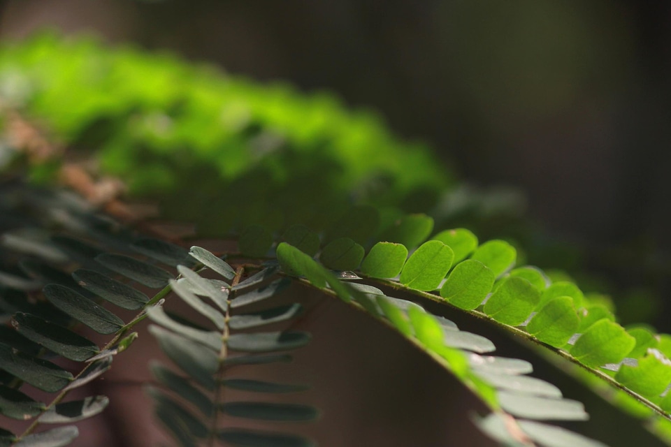 Branch dark green foliage