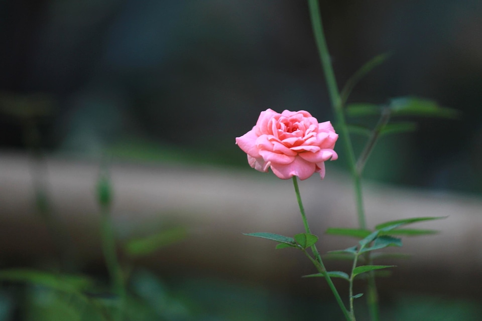 Beautiful Flowers beautiful image beautiful photo
