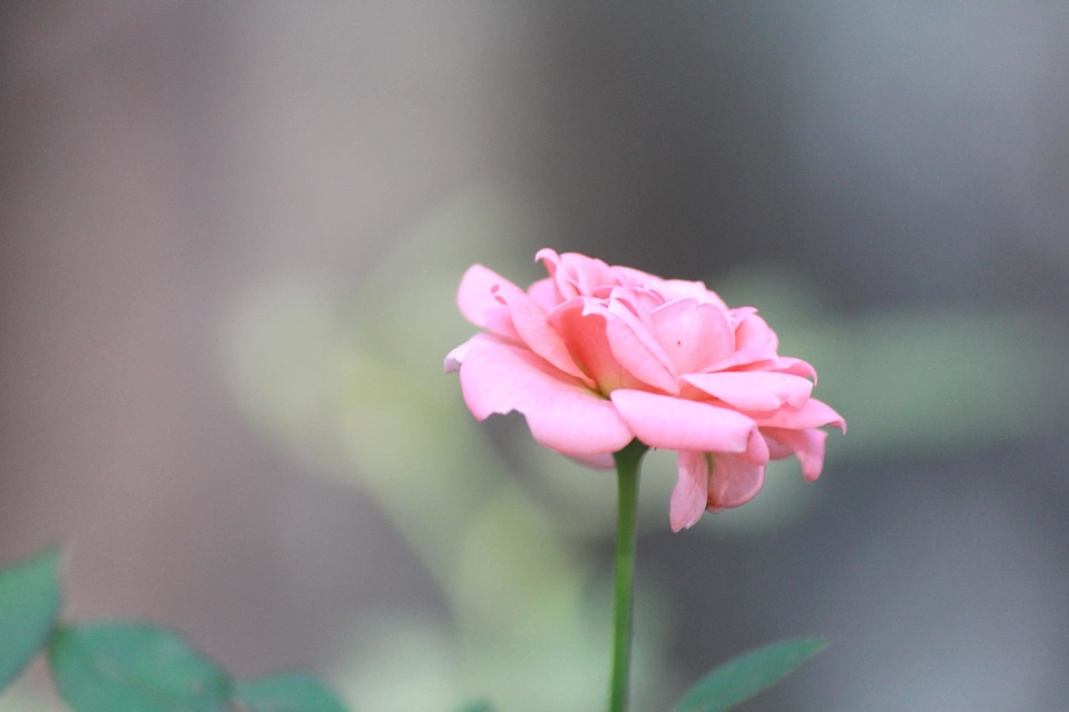 Beautiful Flowers beautiful image beautiful photo