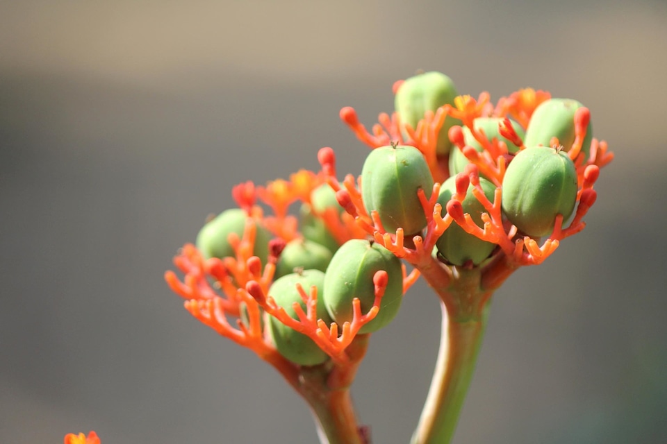 Bloom blossom bud