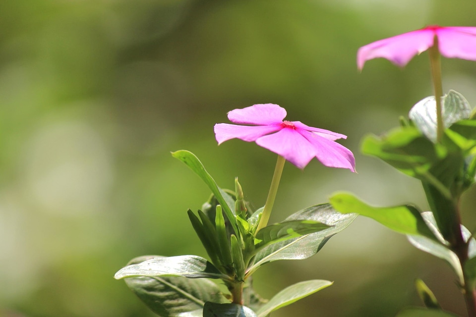 Beautiful Image beautiful photo bloom