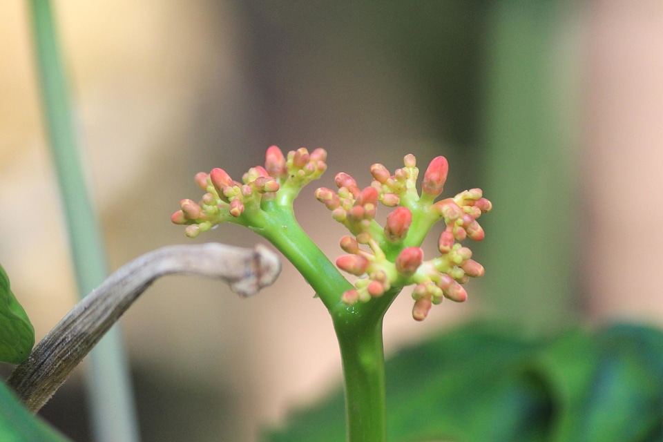 Bloom blooming blossom