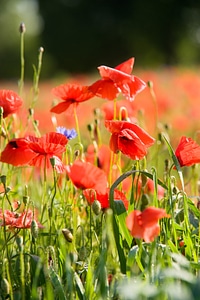 Klatschmohn flowers field photo