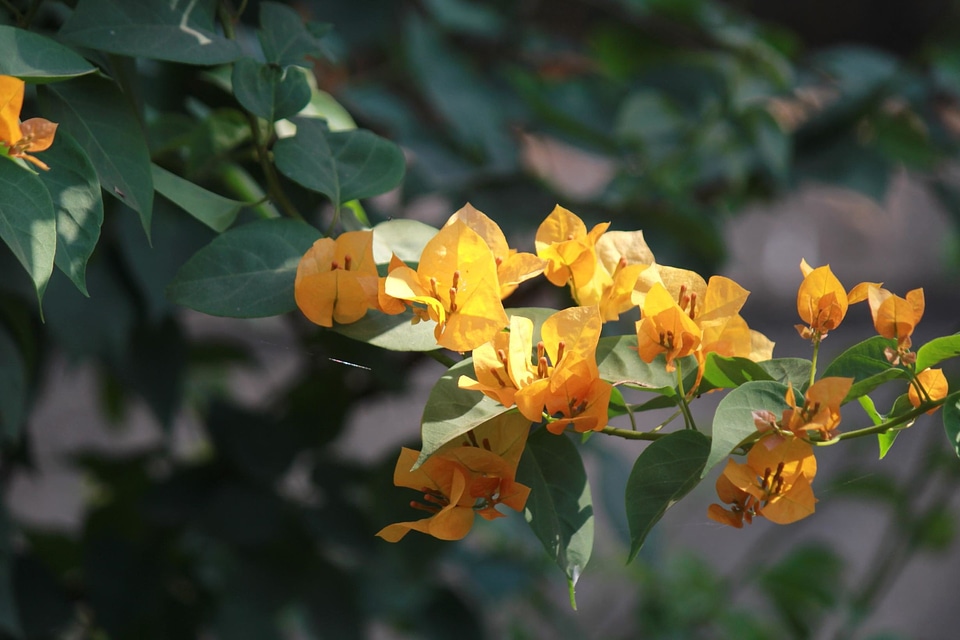 Bloom blossom bright