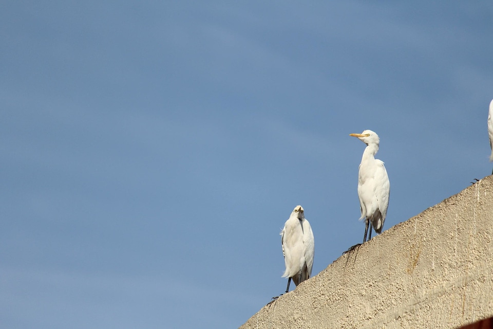 Animal bird blue sky