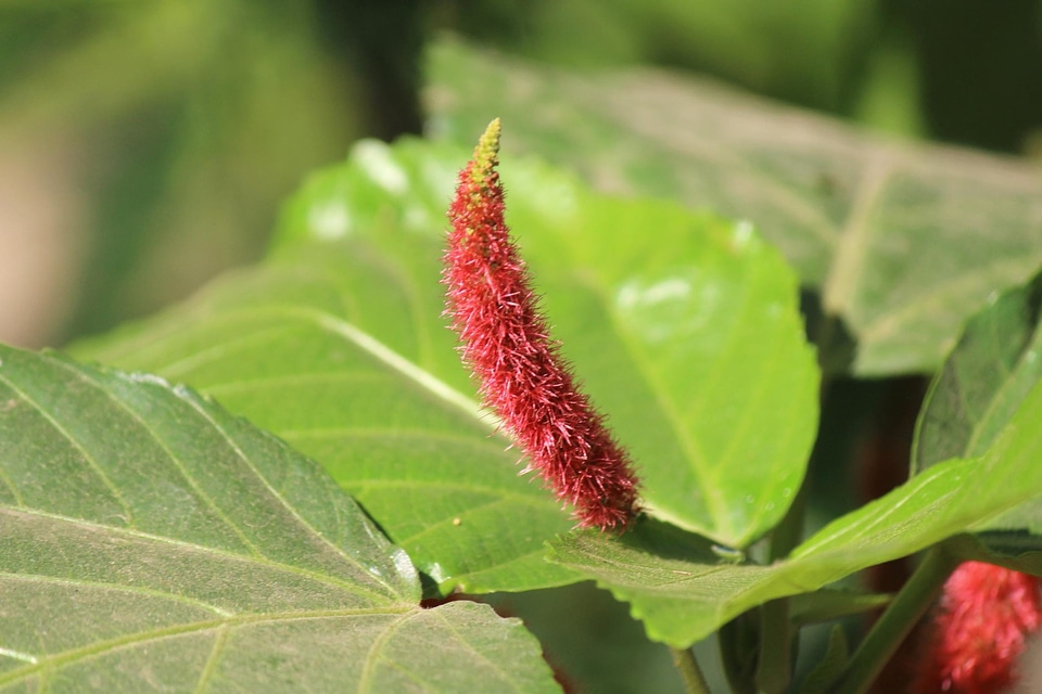 Bloom blossom bud