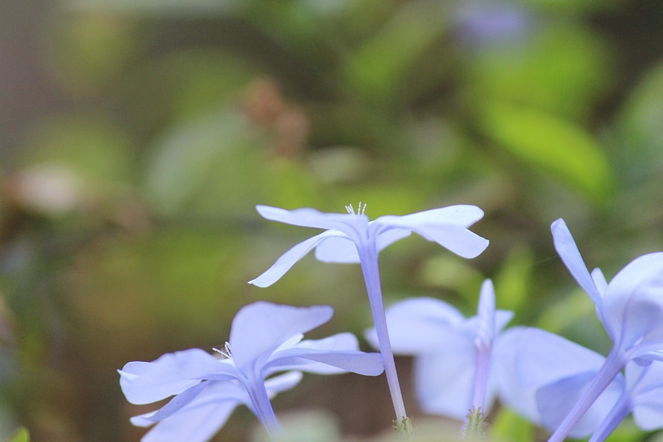 Bloom blooming blossom