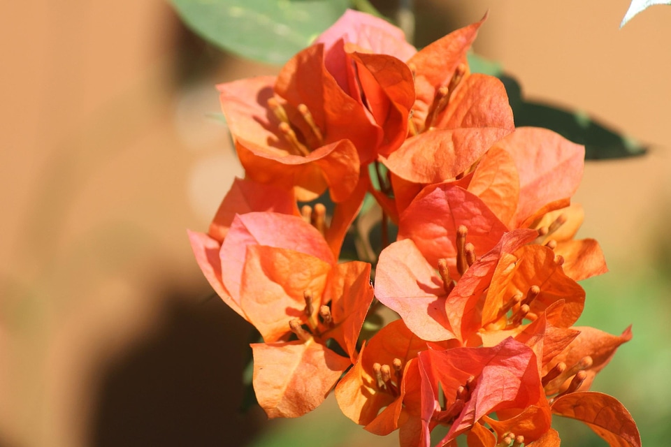 Bloom blooming blossom