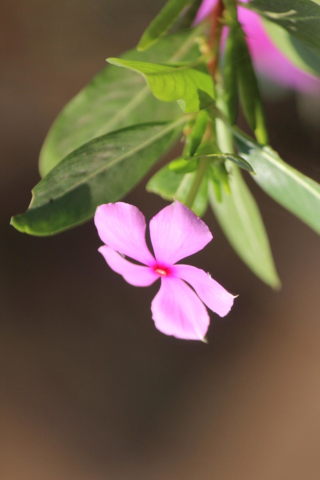 Bloom blooming blossom