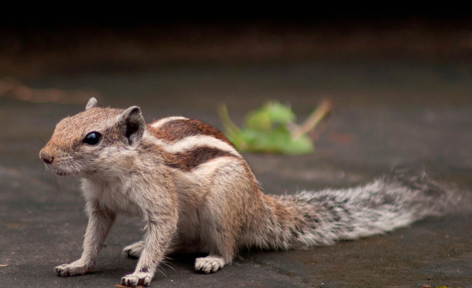 Animal beautiful photo fauna