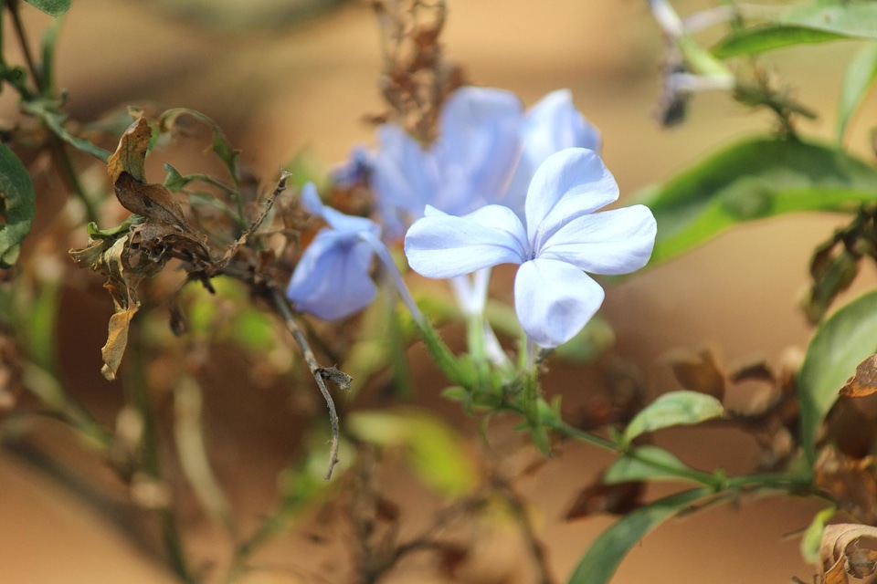 Bloom blooming blossom photo