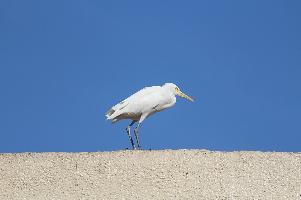 Animal bird blue sky