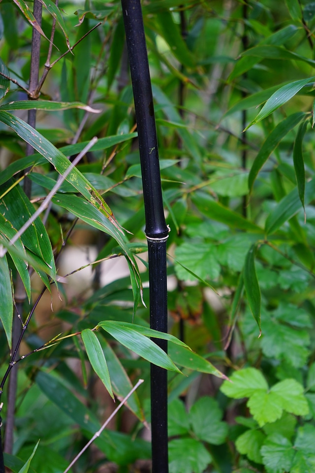 Leaves bamboo phyllostachys nigra
