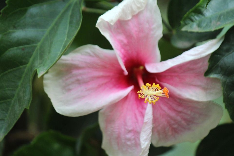 Bloom blooming blossom