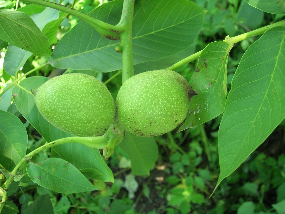 Branch branches diet