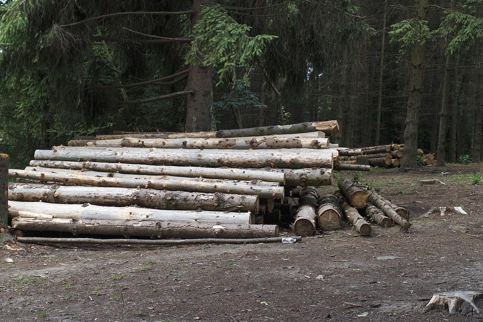 Branch firewood flora