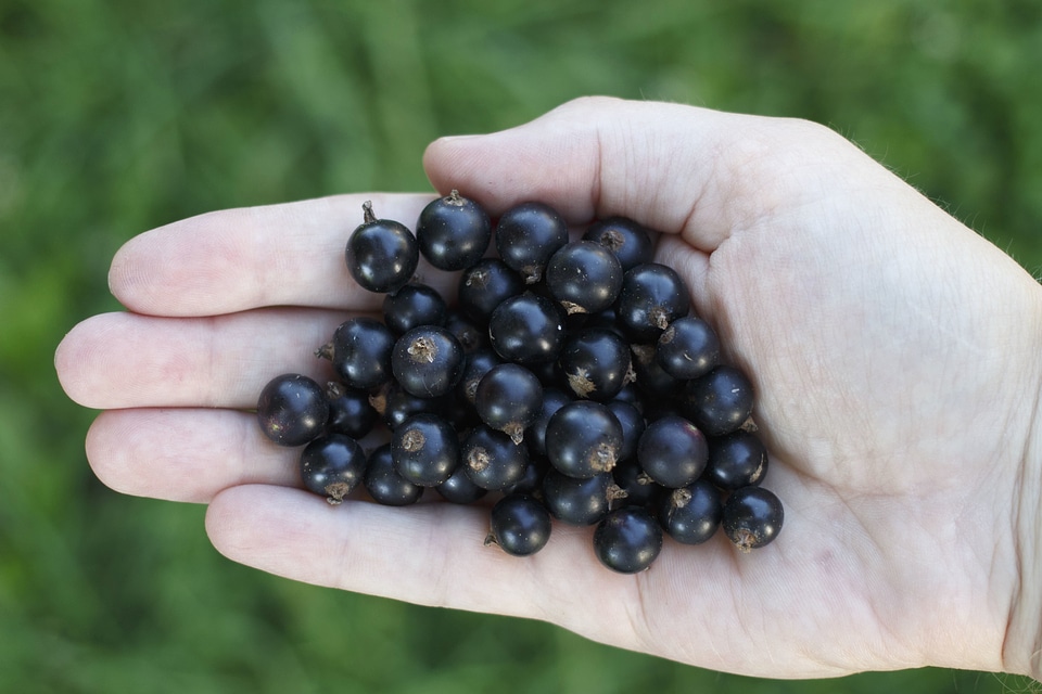 Beautiful Photo berries blackberry