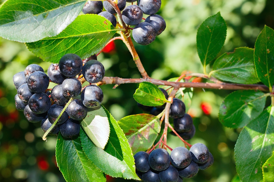 Berry blackberry branch