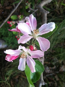 Apple tree tree flower