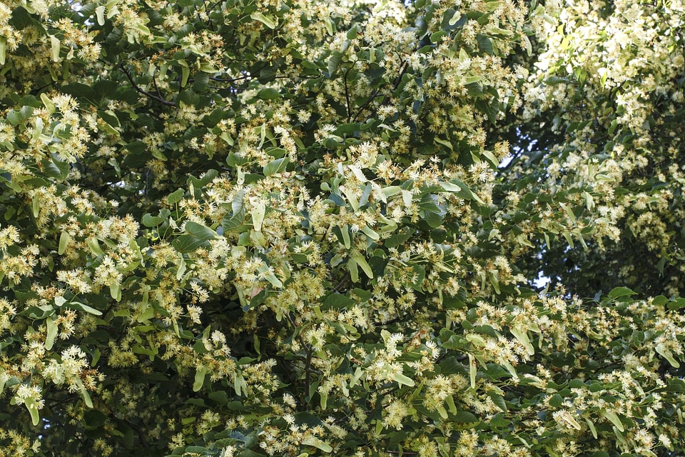 Branch flora forest