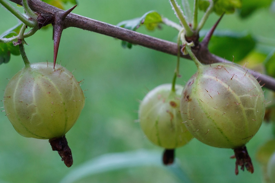 Branch diet food