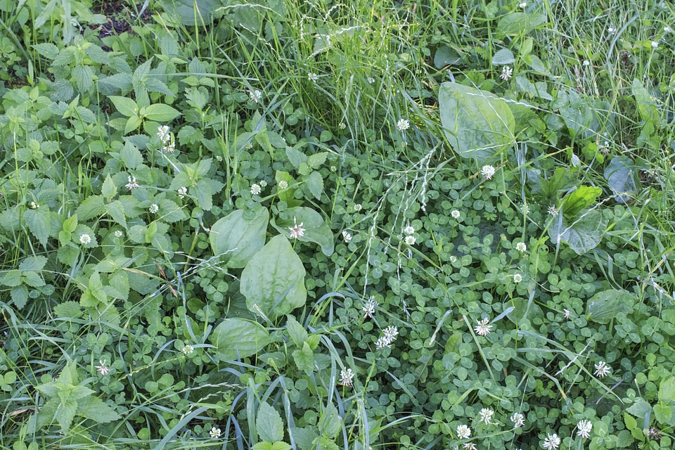 Blossom dark green flora