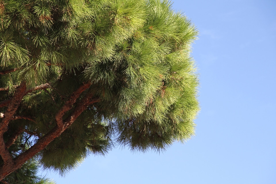 Blue Sky branch leaf