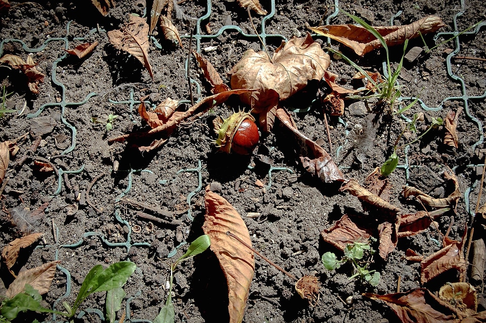 Chestnut flora grass