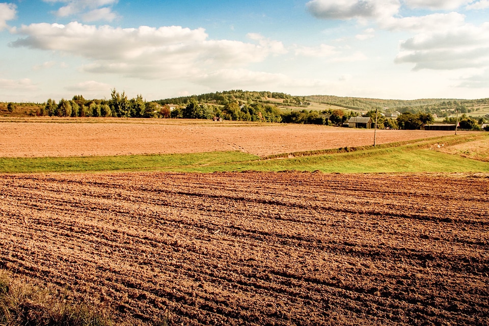 Agriculture field forest