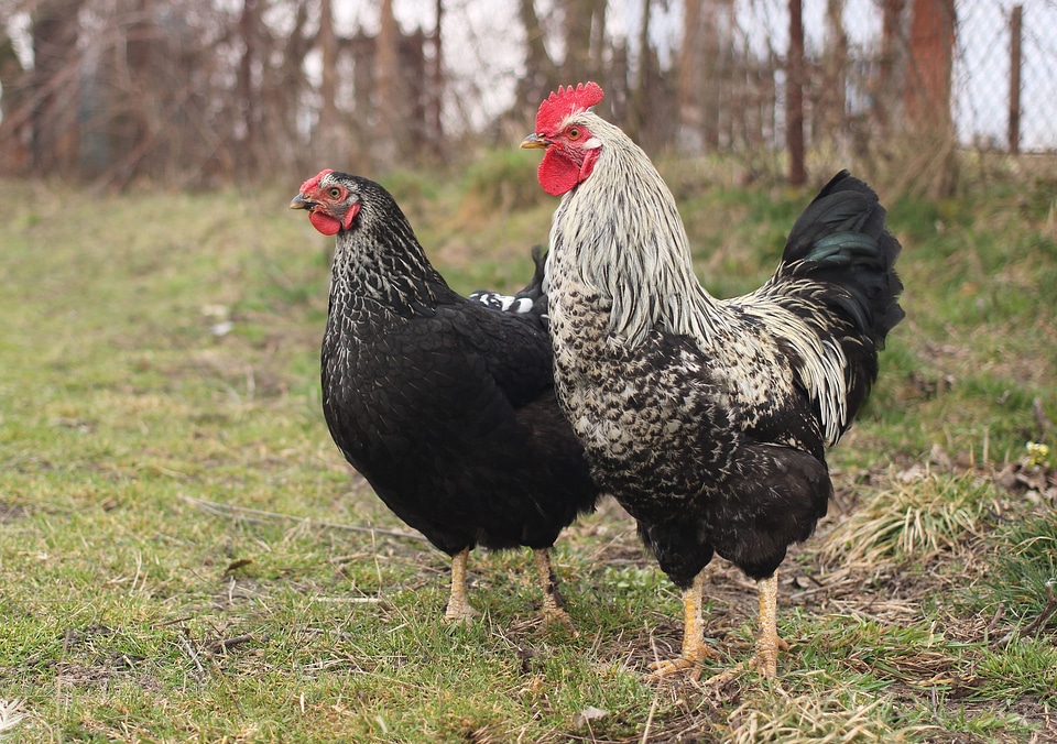 Animal bird chicken