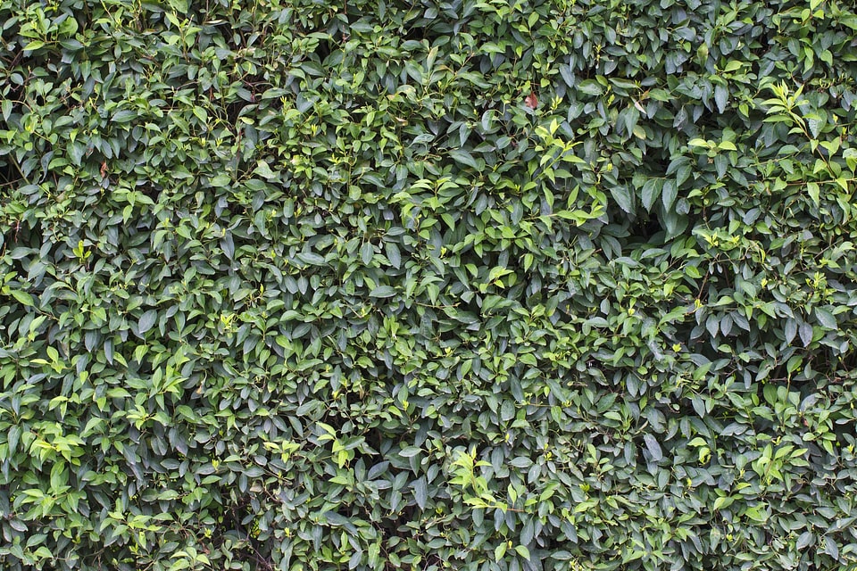 Bushes fence flora