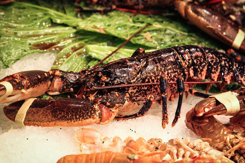Crayfish diet dietary