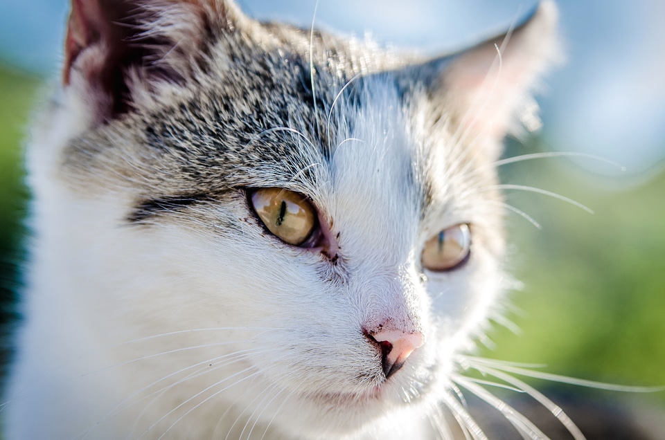 Animal cat domestic cat