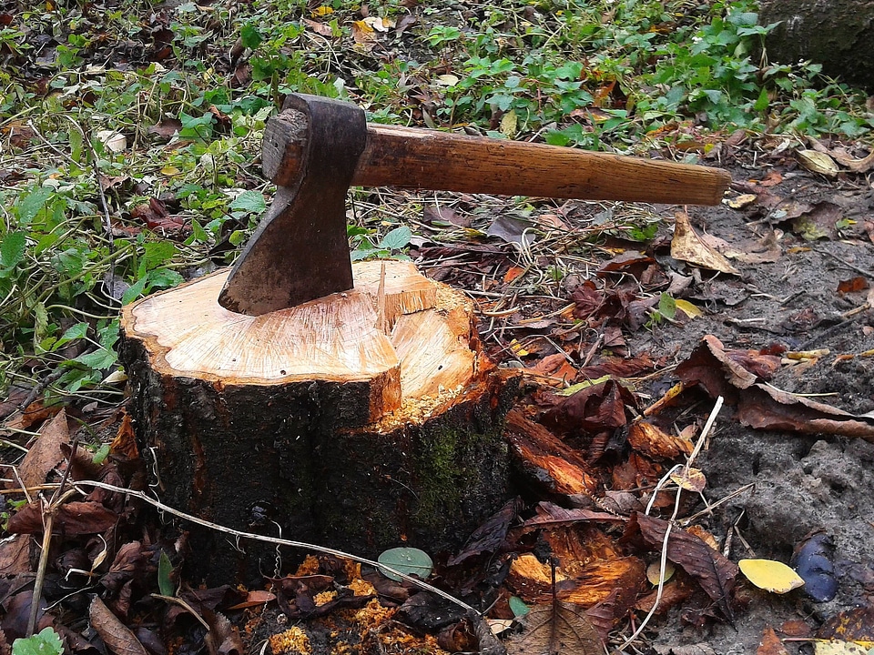 Cutting flora forest