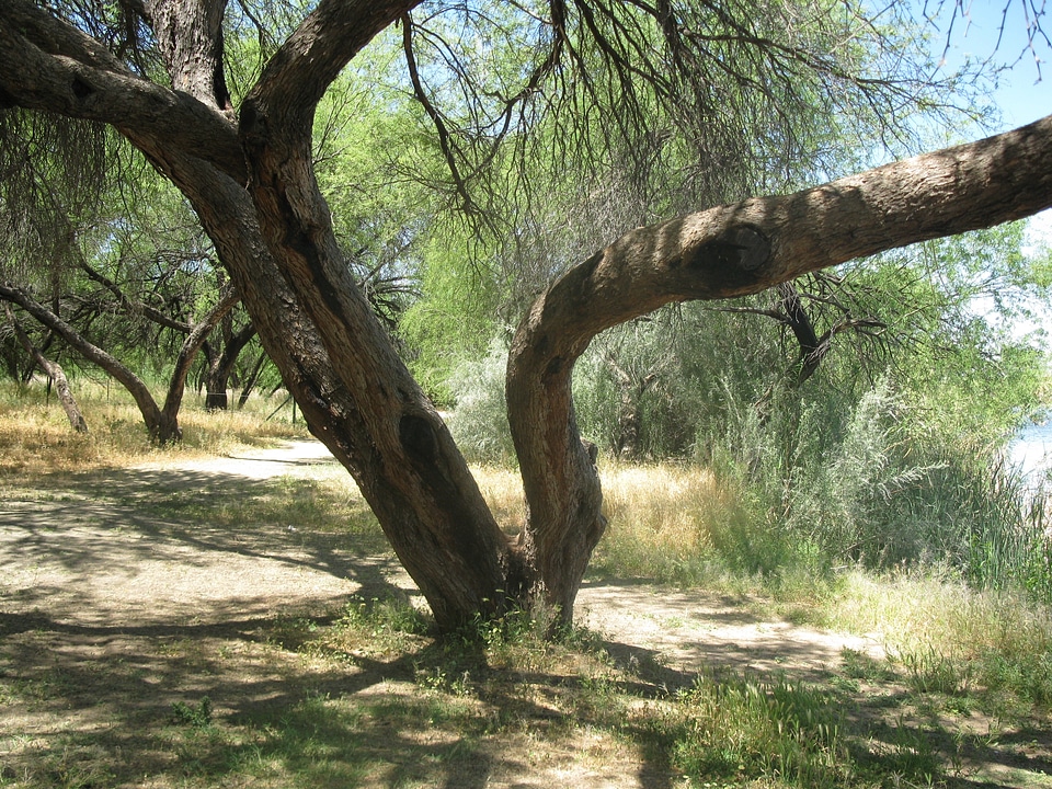Organic agriculture outdoors