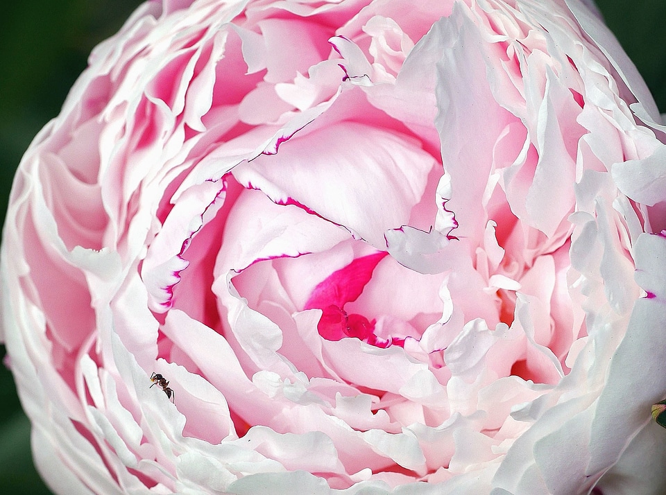 Blossom flora flower