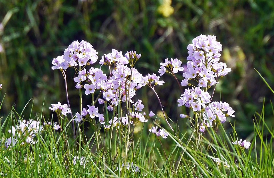 Blossom flora flower