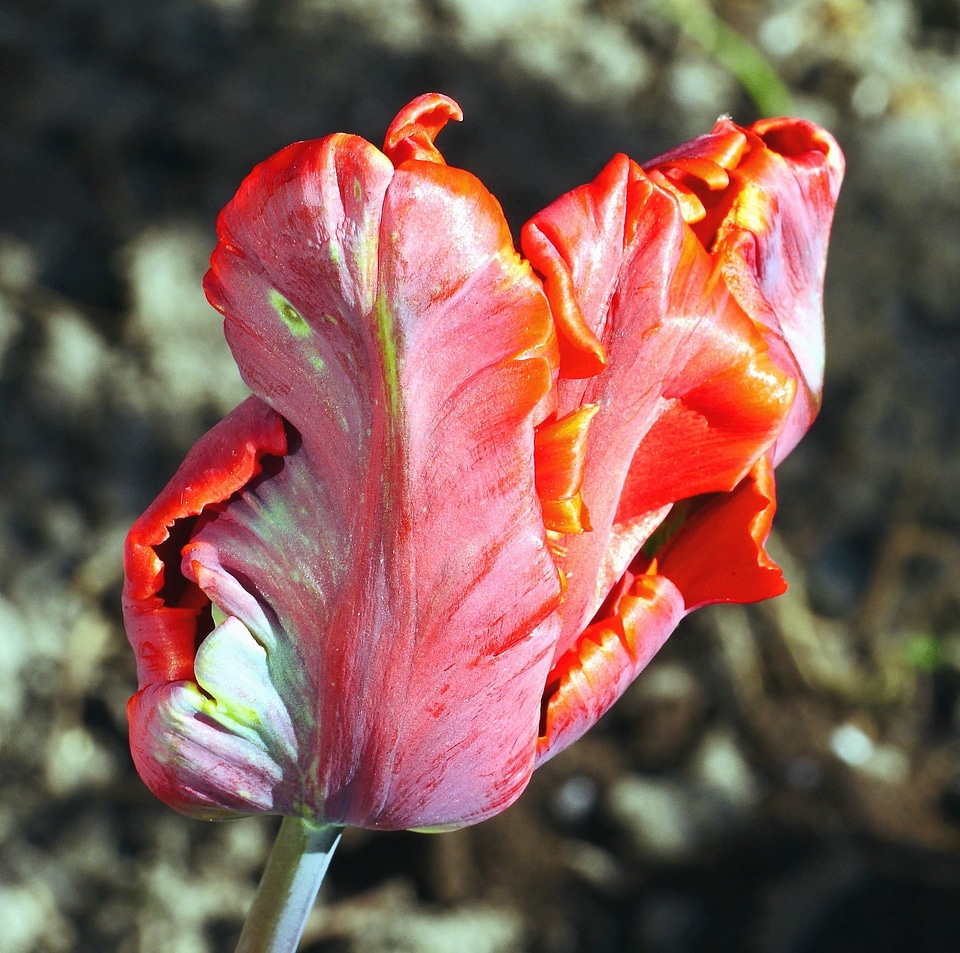 Blossom bud flora