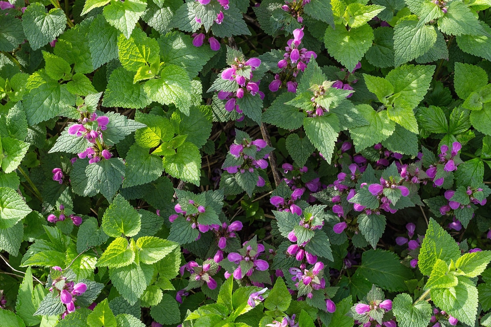 Blossom flora flower