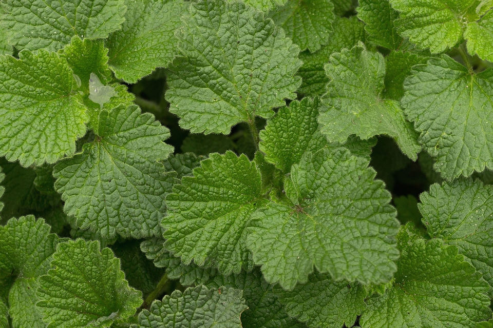 Dark Green foliage green