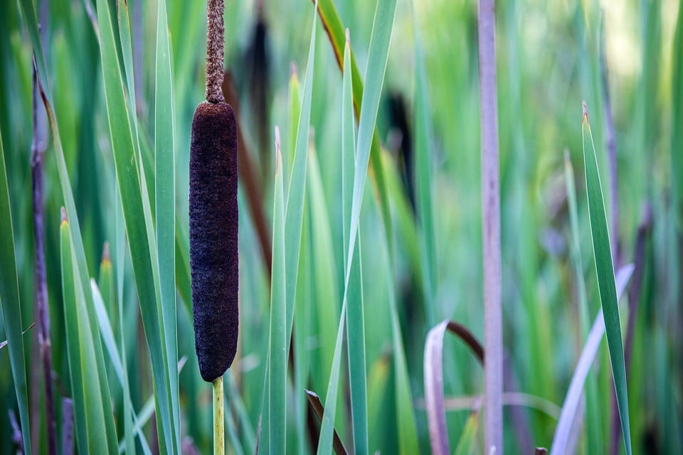 Cane herb landscape
