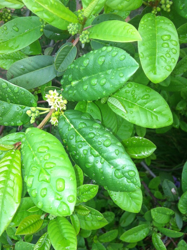 Buds plant leaves