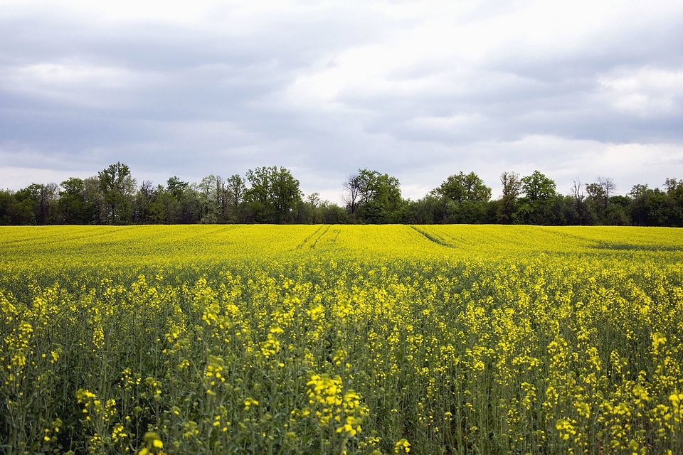 Agriculture Brassicaceae field